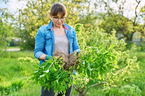 Woman in gardening gloves with shovel holding bush of Phlox plant with roots for dividing planting. Female looking at camera in spring blooming garden. Landscaping backyard, flower beds, nature beauty