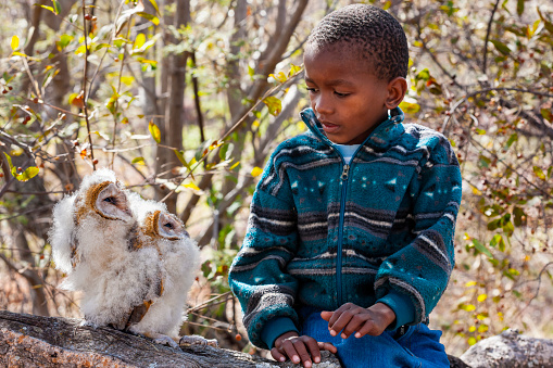 African child learning about nature and fauna, together with two baby owls