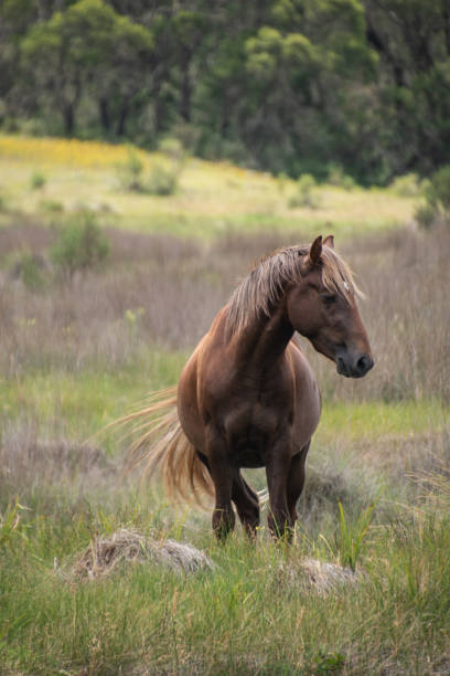 istock Wild Brumbies at Kosciuszko 1408601736