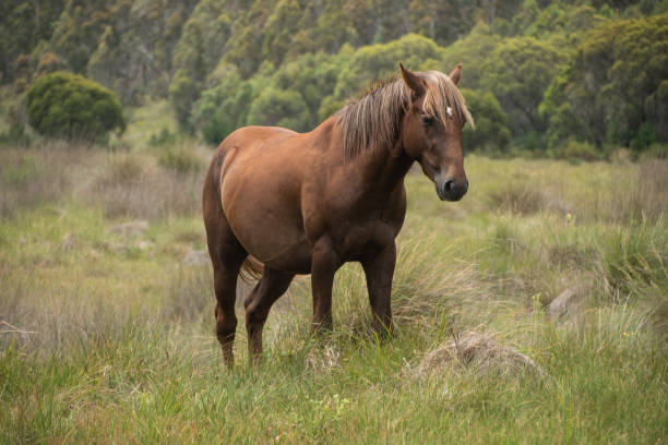 wild horses, brumbies, in Mount Kosciuszko national Park