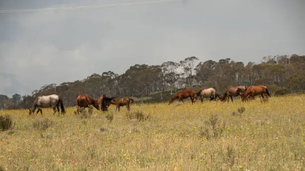 Photo of Wild Brumbies at Kosciuszko