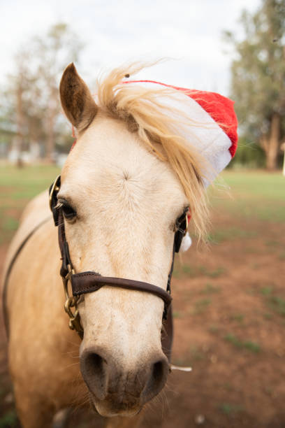 istock Horse wearing santa hats 1408601832