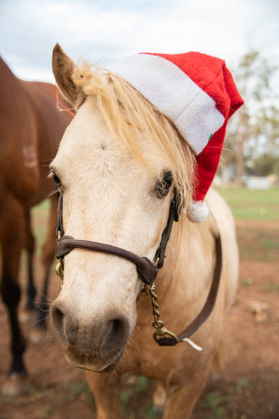 istock Horse wearing santa hats 1408601834