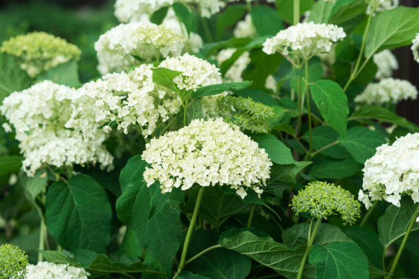istock White flowers of hydrangea growing in the garden 1408602128
