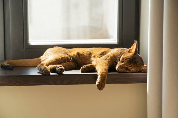 istock A ginger lazy abyssinian cat sleeping on the windowsill 1408602194