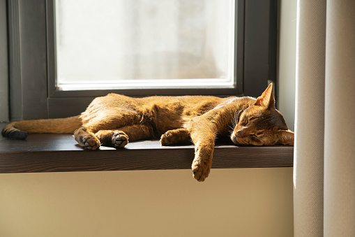 A ginger lazy abyssinian cat sleeping on the windowsill