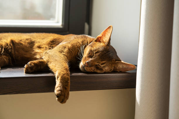 istock A ginger lazy abyssinian cat sleeping on the windowsill 1408602197