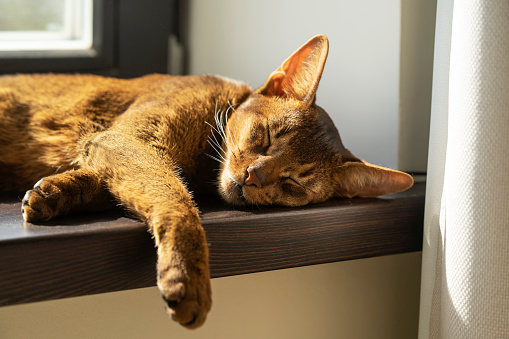 A ginger lazy abyssinian cat sleeping on the windowsill