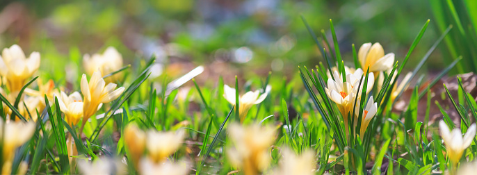 Background, panorama, banner with space for text - close-up of blooming spring flowering plant of the Iridaceae family, white crocuses, on natural background on a sunny day. Soft selective focus