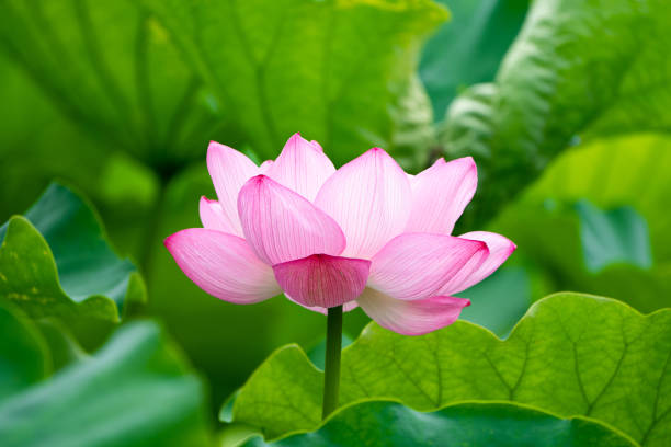 istock Flowers in the swamp 1408602240