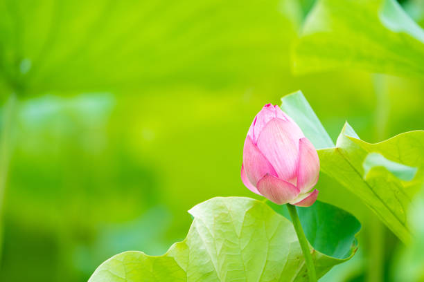 Flowers in the swamp