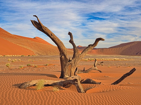 dead acacia tree in Sossusvlei, Namib-Naukluft National Park, Namibia