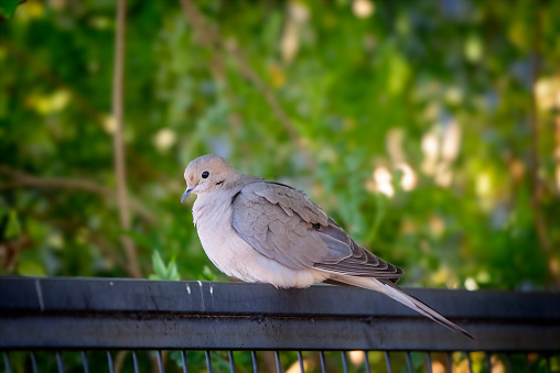 Mourning dove on a fence in Phoenix AZ