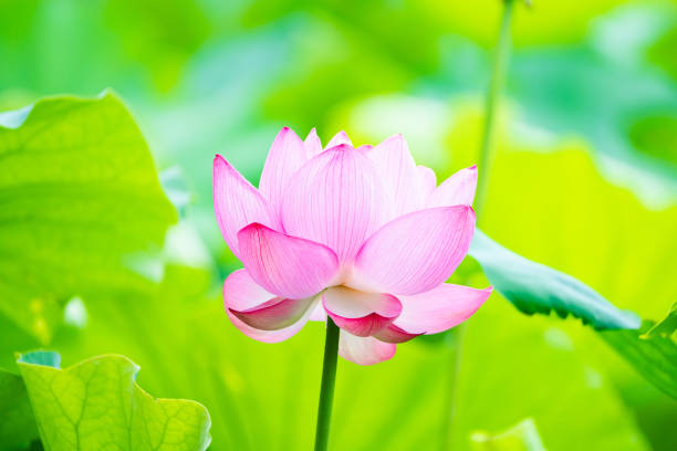 istock Flowers in the swamp 1408602472