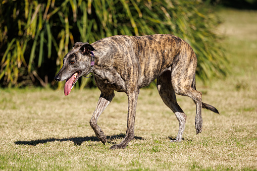 A brindle colored Greyhound walking in a park in the morning sun.