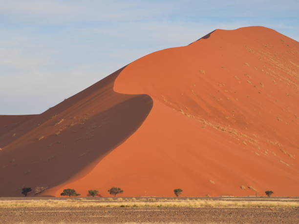 istock sand dune with acacia trees in Namibia 1408603522