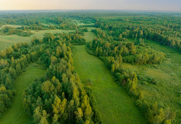 floresta com árvores, vista de cima. árvores verdes na floresta com grama verde e campo verde, vista aérea. - landscape aerial view lumber industry agriculture - fotografias e filmes do acervo