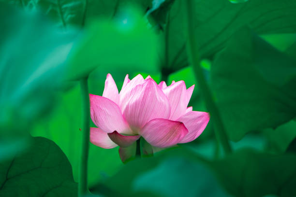istock Flowers in the swamp 1408603849