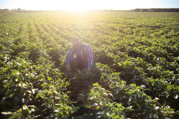 istock Farmer working in a soybean field 1408603850