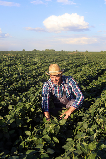 Male farmer working in a soybean agricultural field. About 45 years old, Caucasian male.