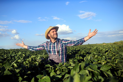 Male farmer working in a soybean agricultural field. About 45 years old, Caucasian male.