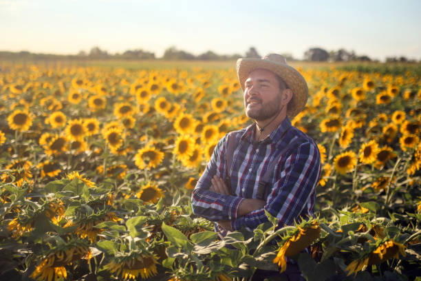 istock Farmer in a sunflower field 1408603876