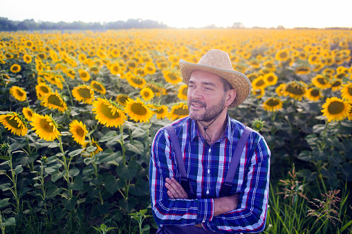 Male farmer working in a sunflower agricultural field. About 45 years old, Caucasian male.