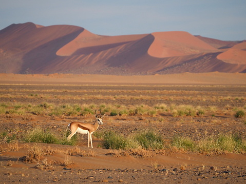Sossusvlei, Namib-Naukluft National Park, Namibia