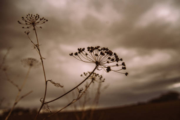 istock grass growing in the pasture during the drought 1408605856