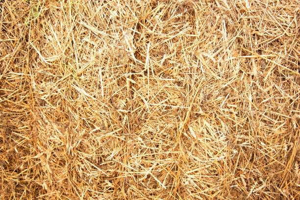 istock Hay background. Haystacks background, texture. Wheat gold hay in field. 1408605882