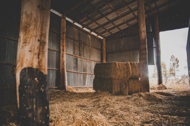 Hay shed in the drought