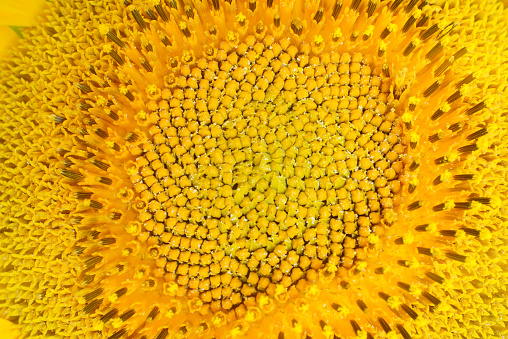 Мacro photo of blossoming sunflower.
