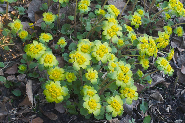 istock Close-up image of Golden saxifrage plants 1408608831