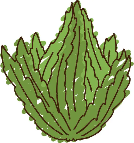 Vector illustration of Kale Chalk Drawing