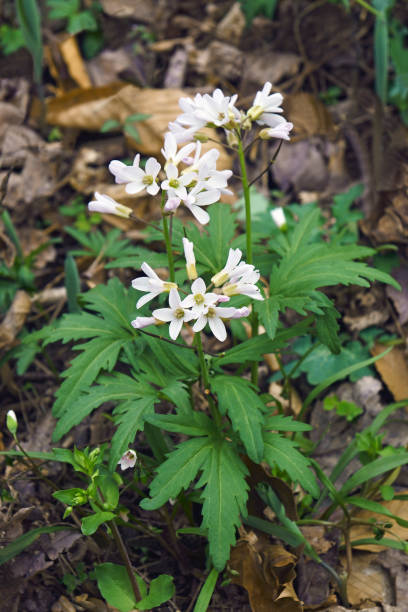 istock Close-up image of Cutleaf toothcup plant 1408609024
