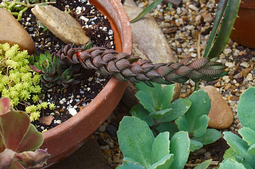 Zebra wart (Haworthiopsis reinwardtii). Another botanical name is Haworthia reinwardtii