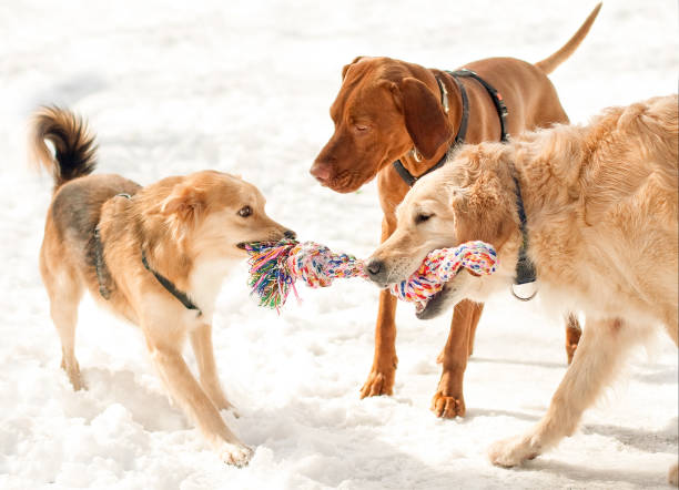 istock Two dogs are playing with a rope in the snow with a referee dog 1408613490