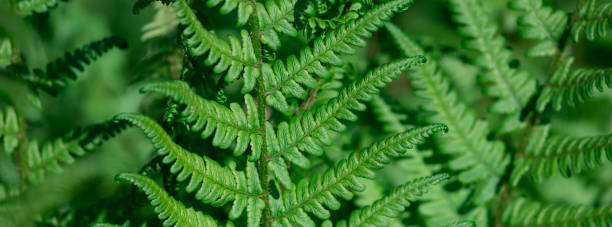 Natural light green fern wallpaper.