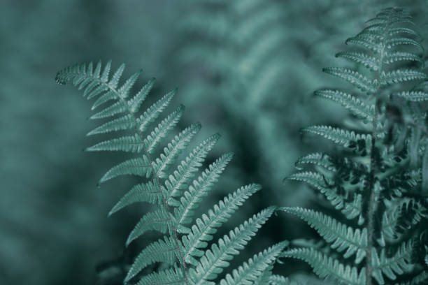 Natural light green fern wallpaper.