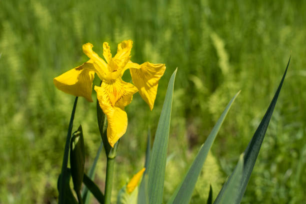 Yellow iris in climbing meadow blossom close-up natural photography