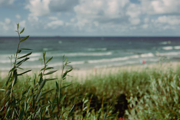 The seaside beach in Ustka. View from the promenade. Plants growing by the beach.
