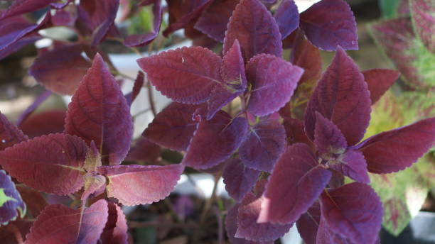 istock Ornamental plants with red leaves 1408618042