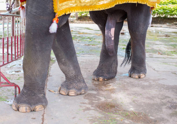 1,436 Penis Animal Stock Photos, Pictures & Royalty-Free Images - iStock 1,436 Penis Animal Stock Photos, Pictures & Royalty-Free Images - iStock