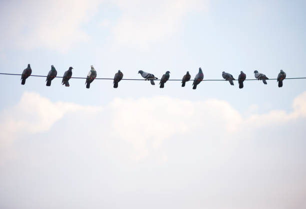 istock Birds gather on high voltage cables installed in the sky 1408619594