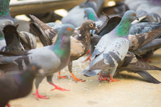 istock Many pigeons eat food. 1408619603