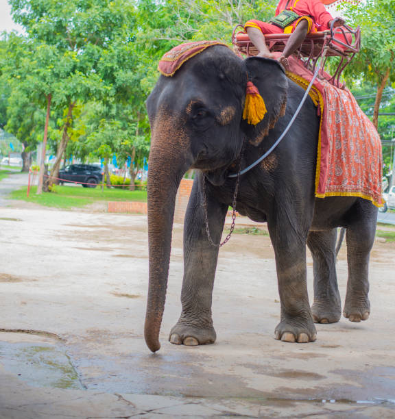 istock Elephants in tourist attractions in Thailand 1408619610