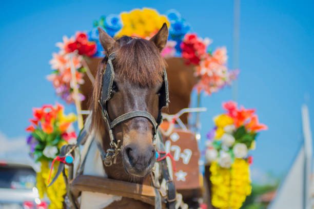 istock Horses decorated with ornaments and towing vehicles to accommoda 1408619612