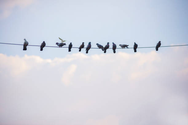 istock Group of birds Live on the high voltage cable. 1408619616