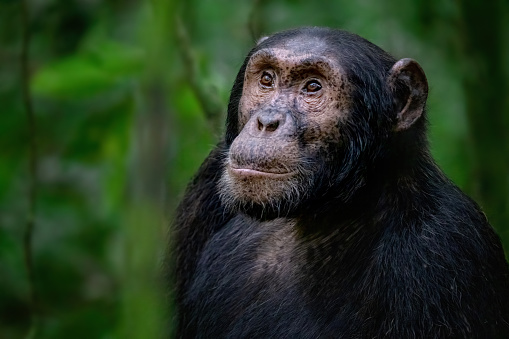 two adult chimpanzees on a rock looking into the distance