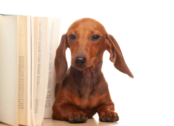 istock image of dog book white background 1408619900